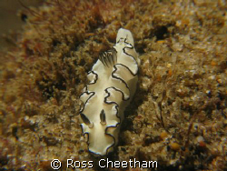 nudi by Ross Cheetham 